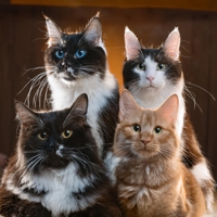 cats